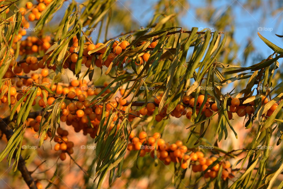 Cherry fruits in tree