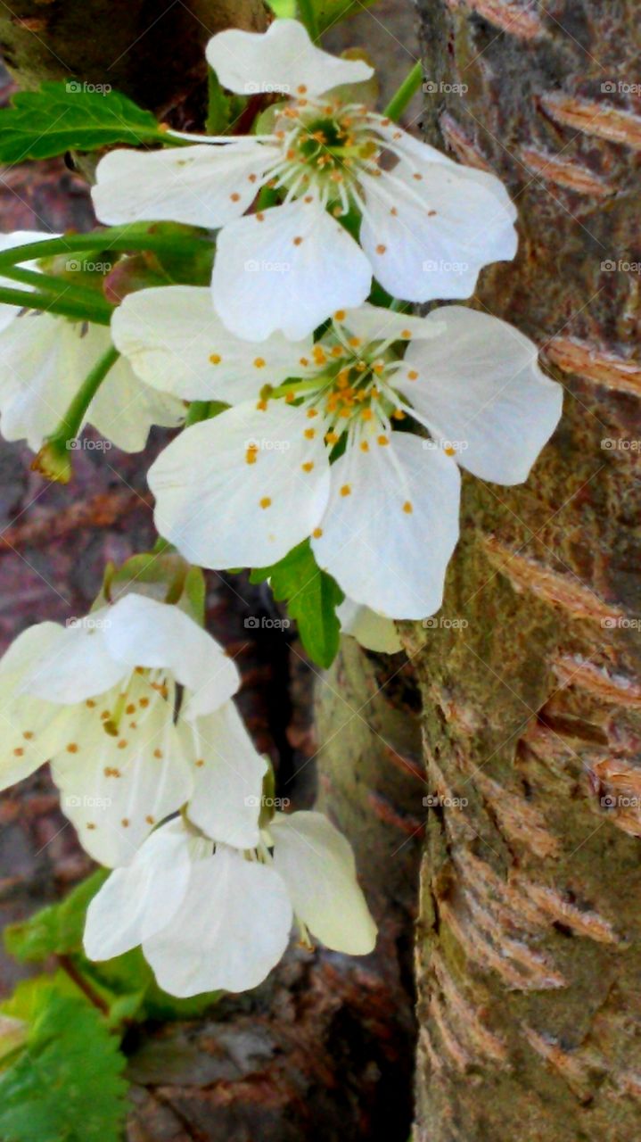 Flower, No Person, Nature, Leaf, Flora