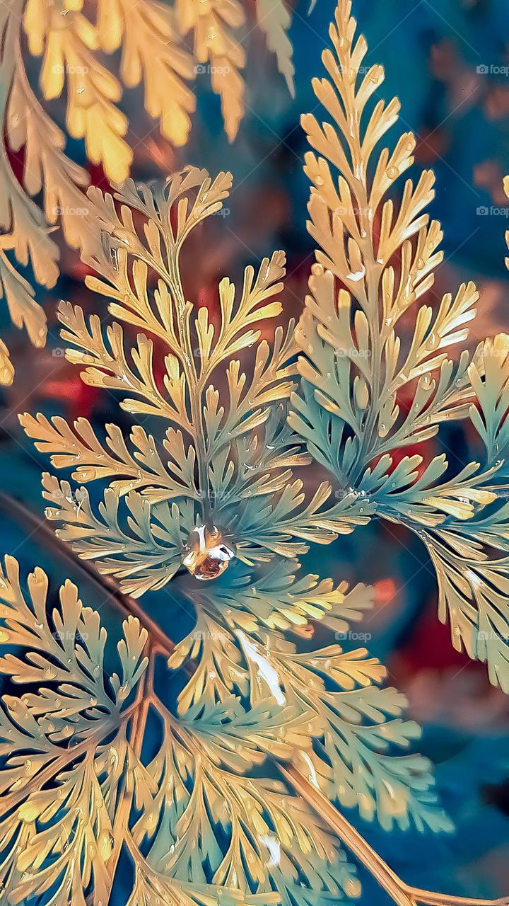 After a quick rain, drops of water rest on the fern leaves and reflect sunlight.