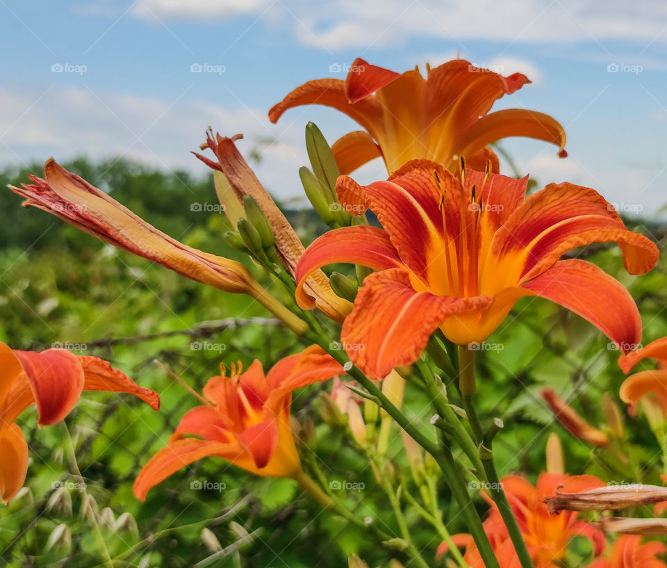 Summer flowers