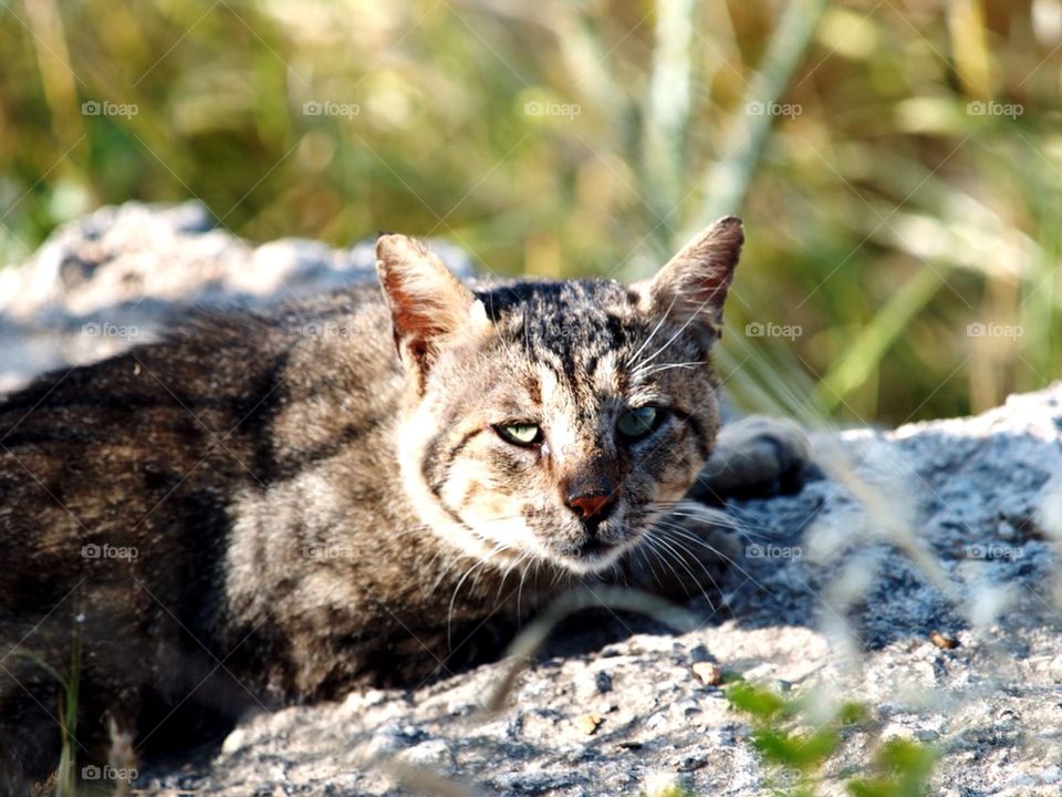 green white black cat by a.bilbaisi