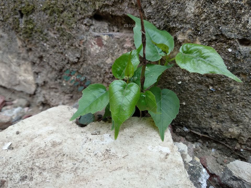 Growing stage of Peepal tree.