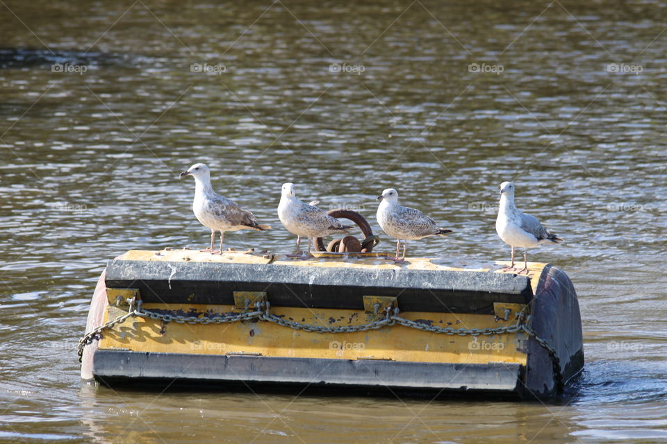 Young seagulls on the river Thames