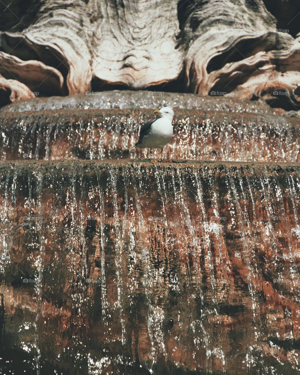 Seagull on the Trevi Fountain