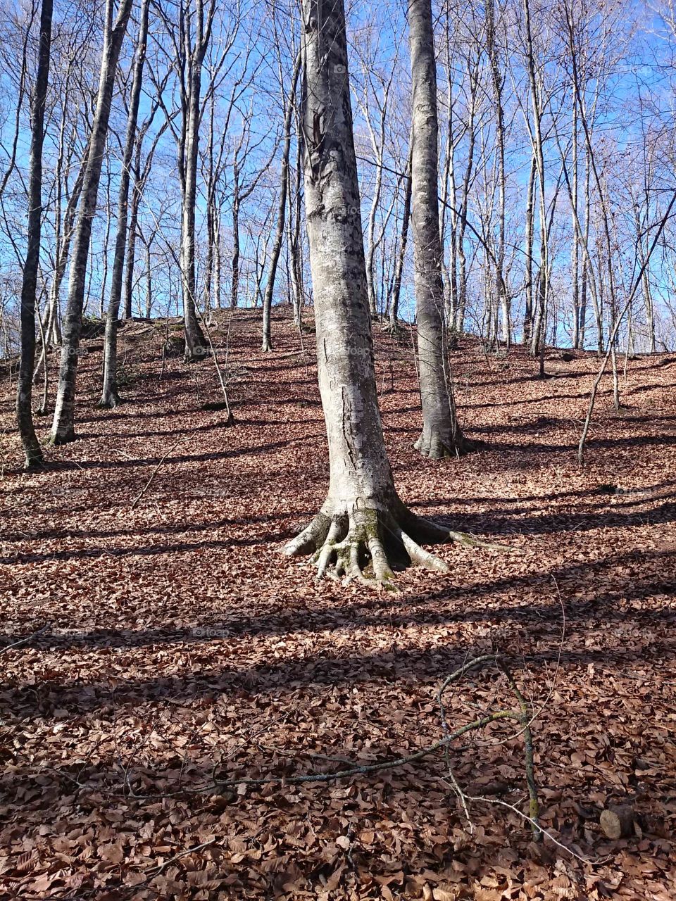 Scenic view of forest during autumn