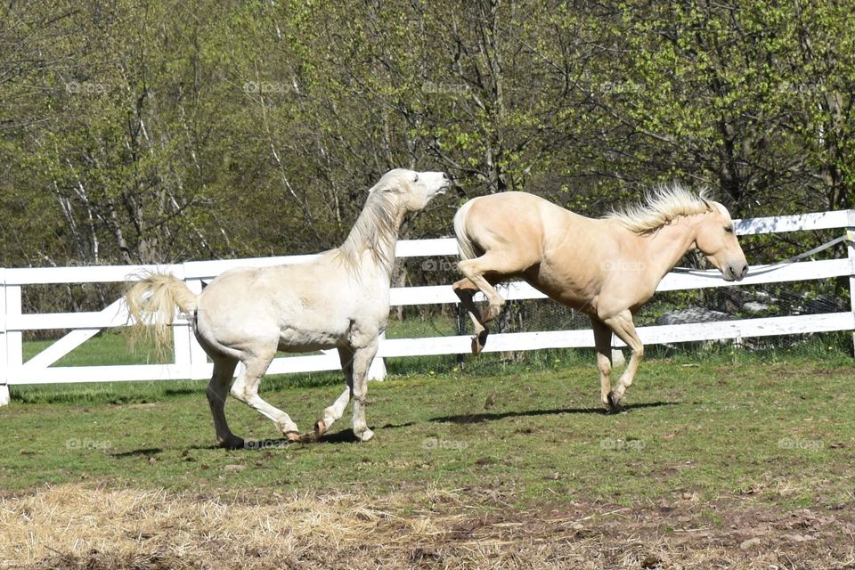 One very angry horse kicking at another horse