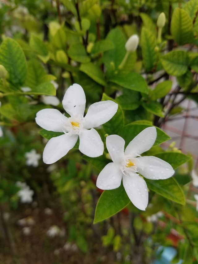 flower power