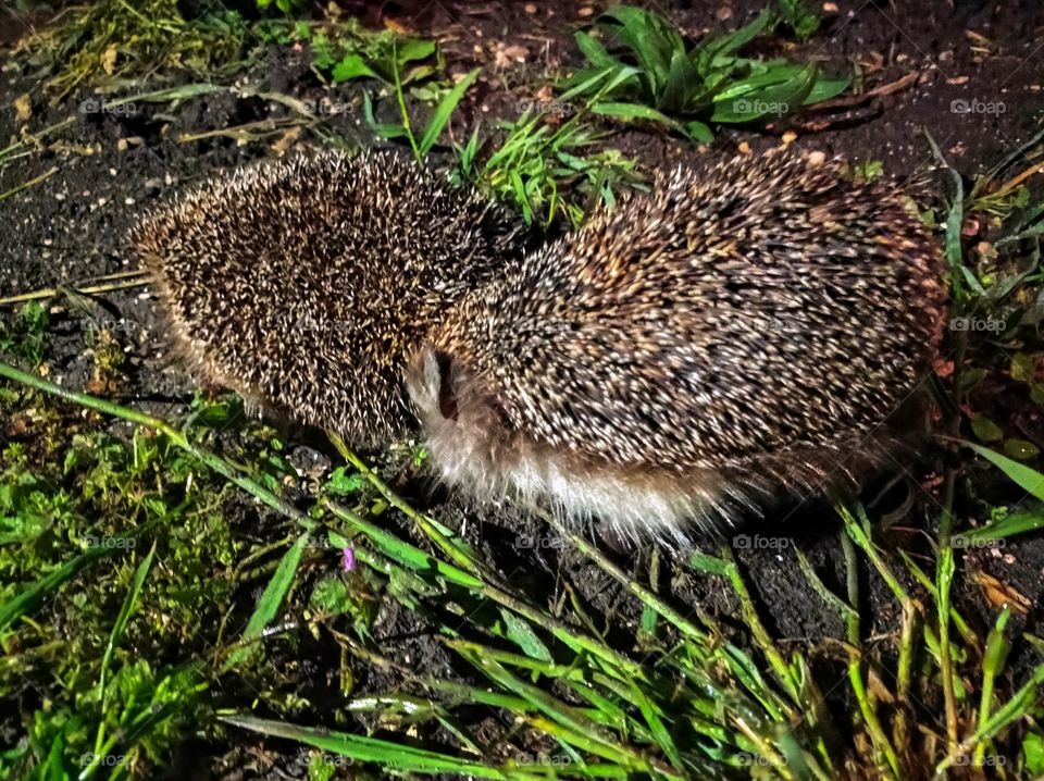 A pair of hedgehogs, a female and a male. they are nocturnal.