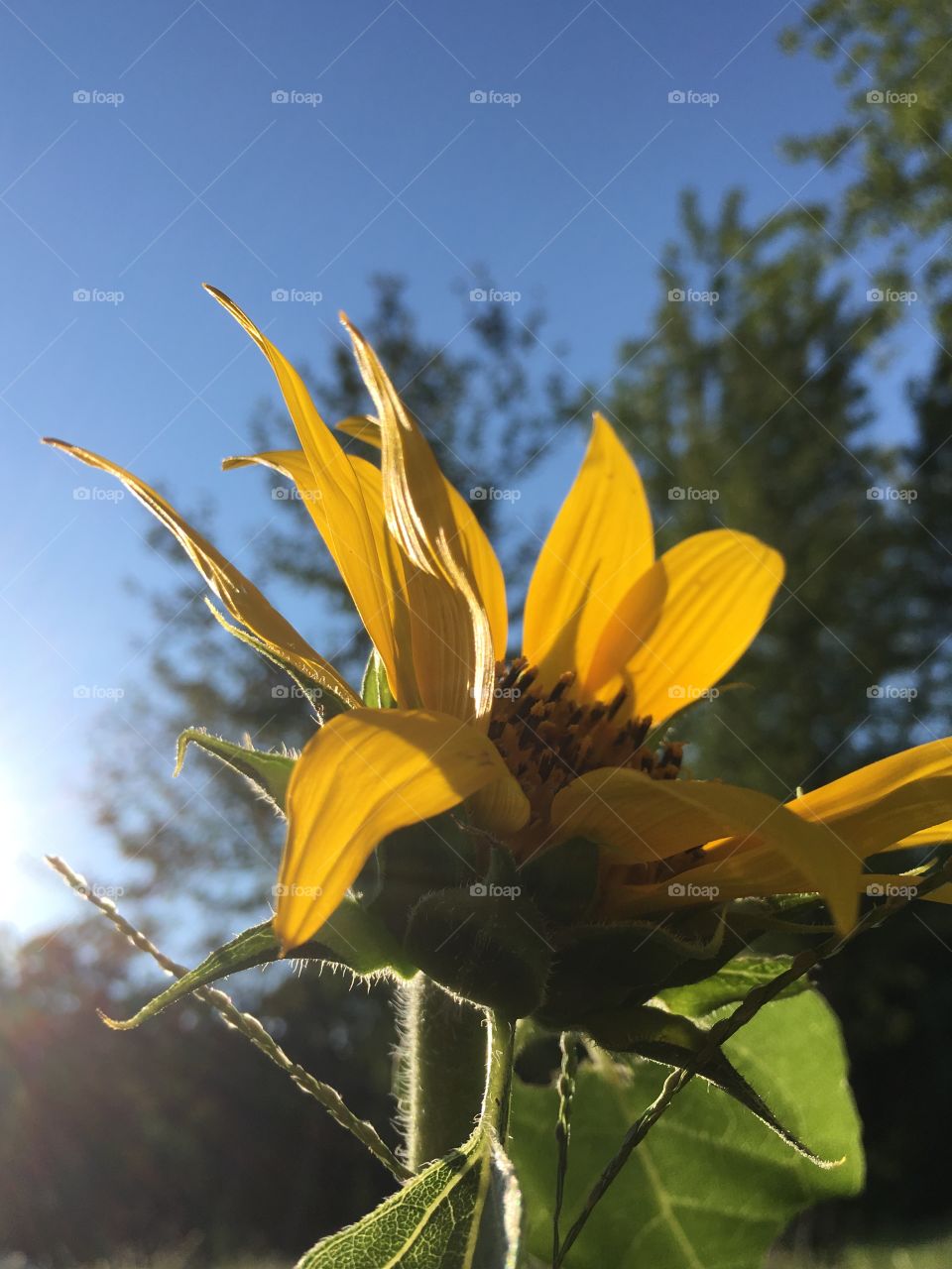 Sunny flower 