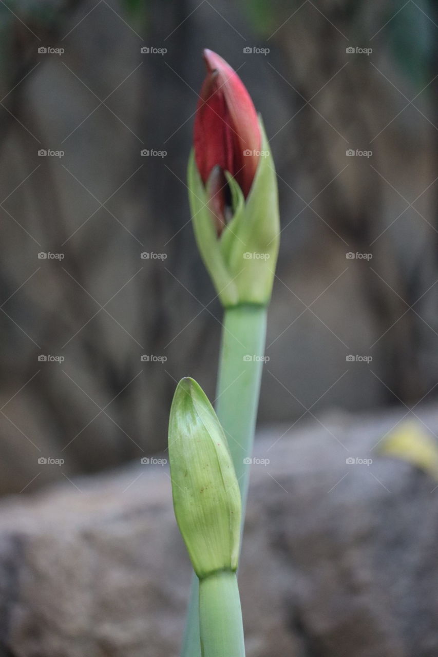 flower button, sign of hope