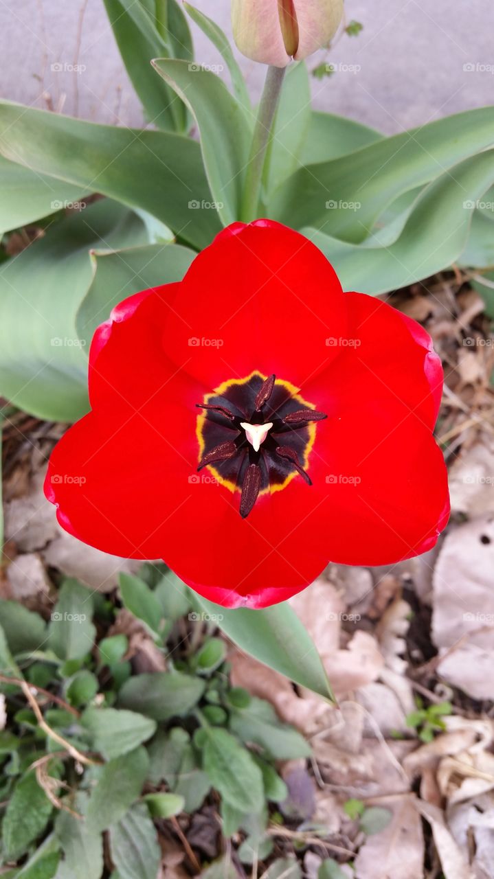 Red Tulip