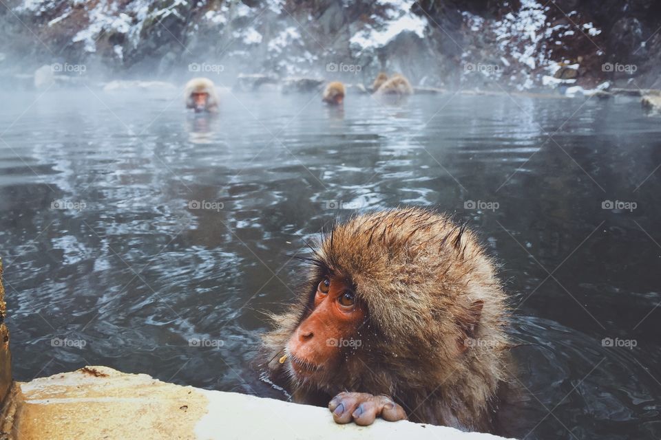 Close-up of japanese macaque