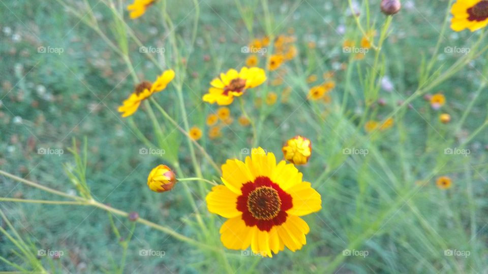 flowers glowing