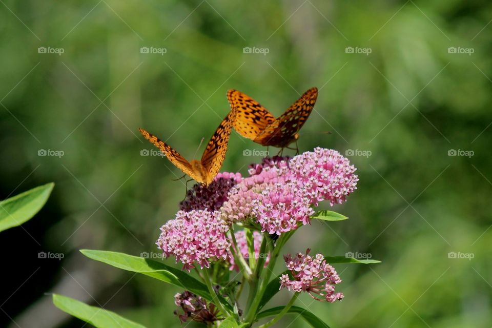 great spangled butterflies pollinating the pink milk weed