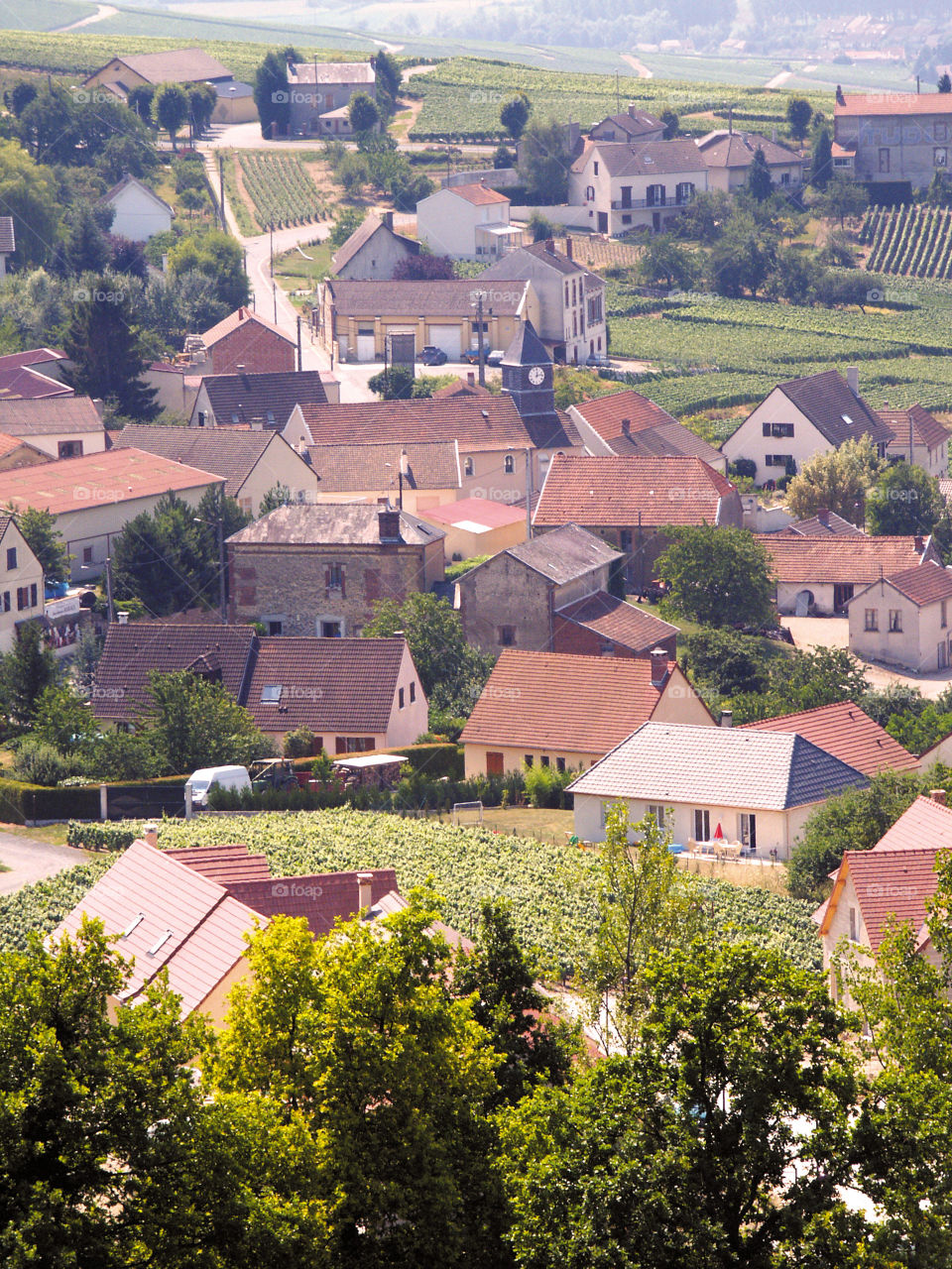 Champagne. Vineyards