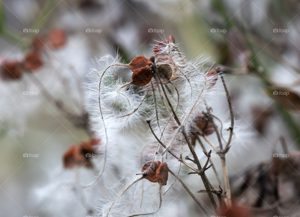 seeds from weed in autumn or fall