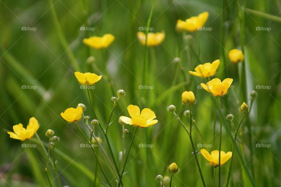 Buttercups. Field of buttercups 