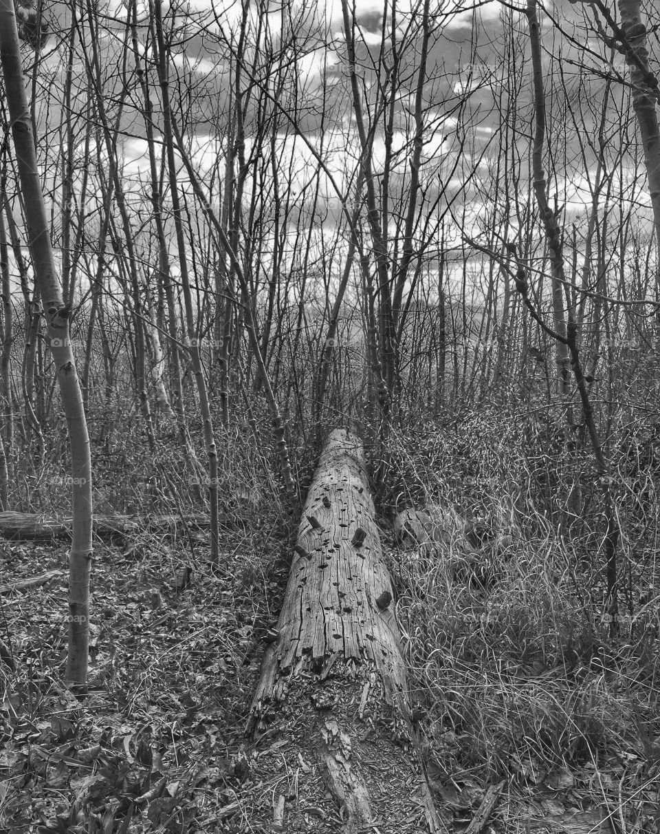 Taken on Mount Lemmon