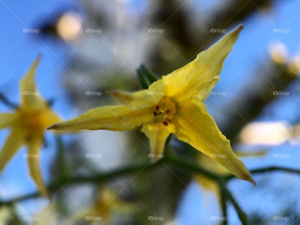 Macro shot of a flower