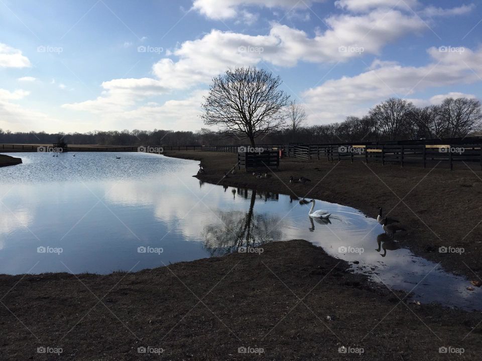 Swan pond with cloud reflections and trees on the farm 