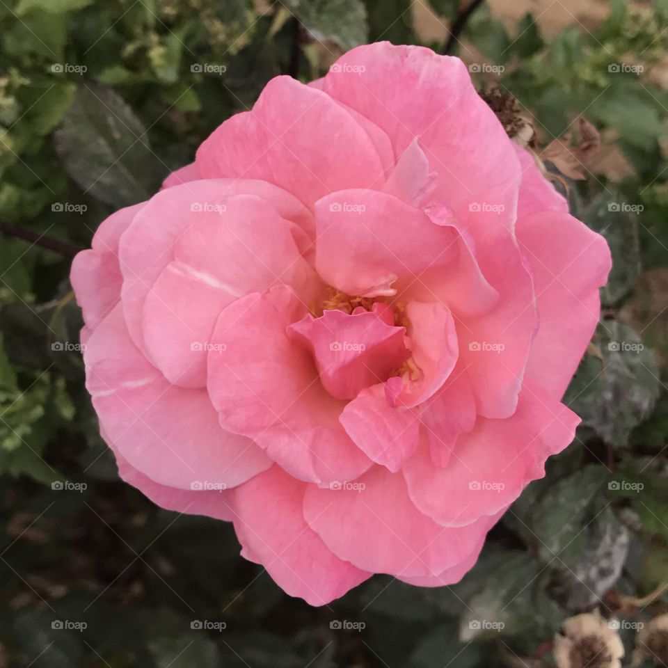 Fully Opened Pink Rose