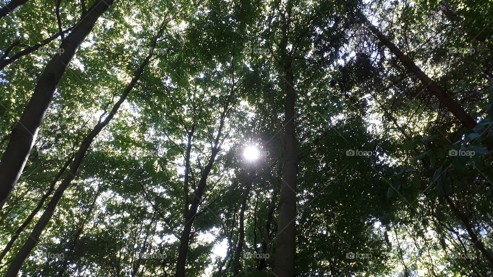 Sky Sun Tree Leaf Nature
