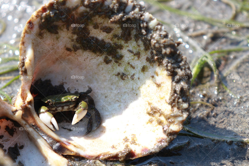 Small crab hiding in a shell at the beach