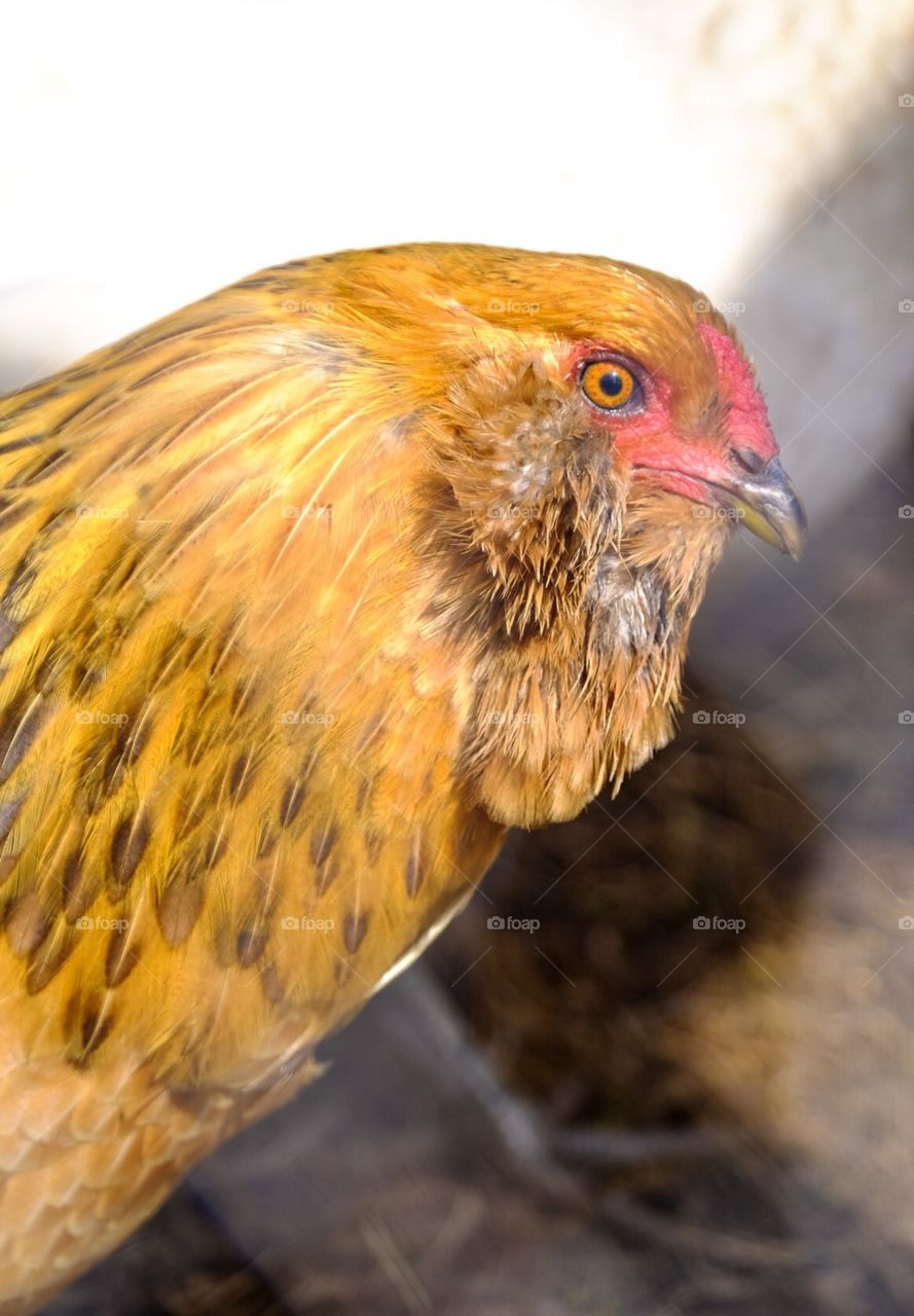 Chicken In Bright Sunlight, Animal Photography, Hen Laying Eggs 