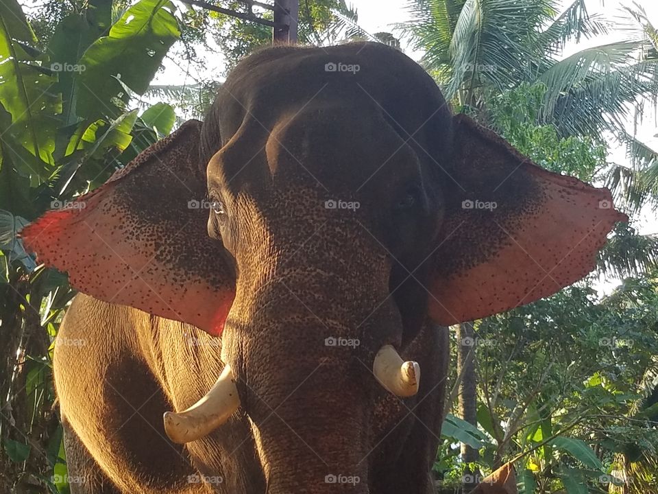 majestic  elephant
