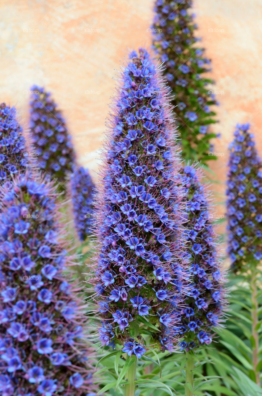 Blue flowers 