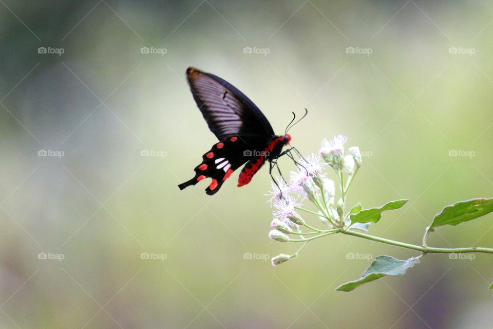 Asian Butterfly on flower