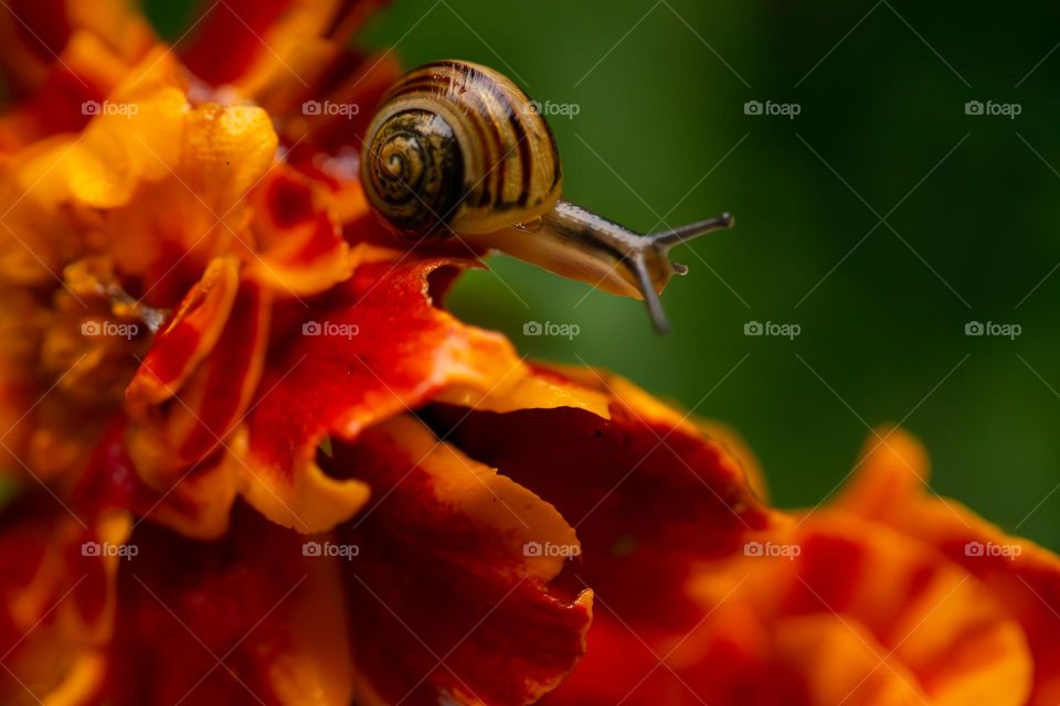 A garden snail is munching on my rain spattered orange and red marigolds and leaving a slimy trail as he travels through my fall blooms in my wildflower meadow.  Fall is my favourite season! 🍂