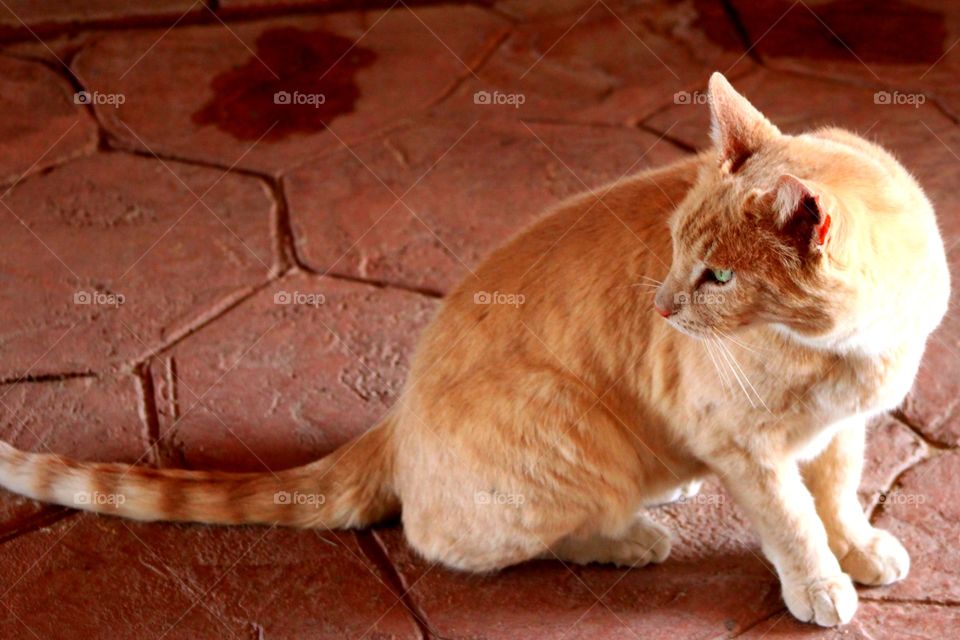 Tabby cat sitting on cobblestone street