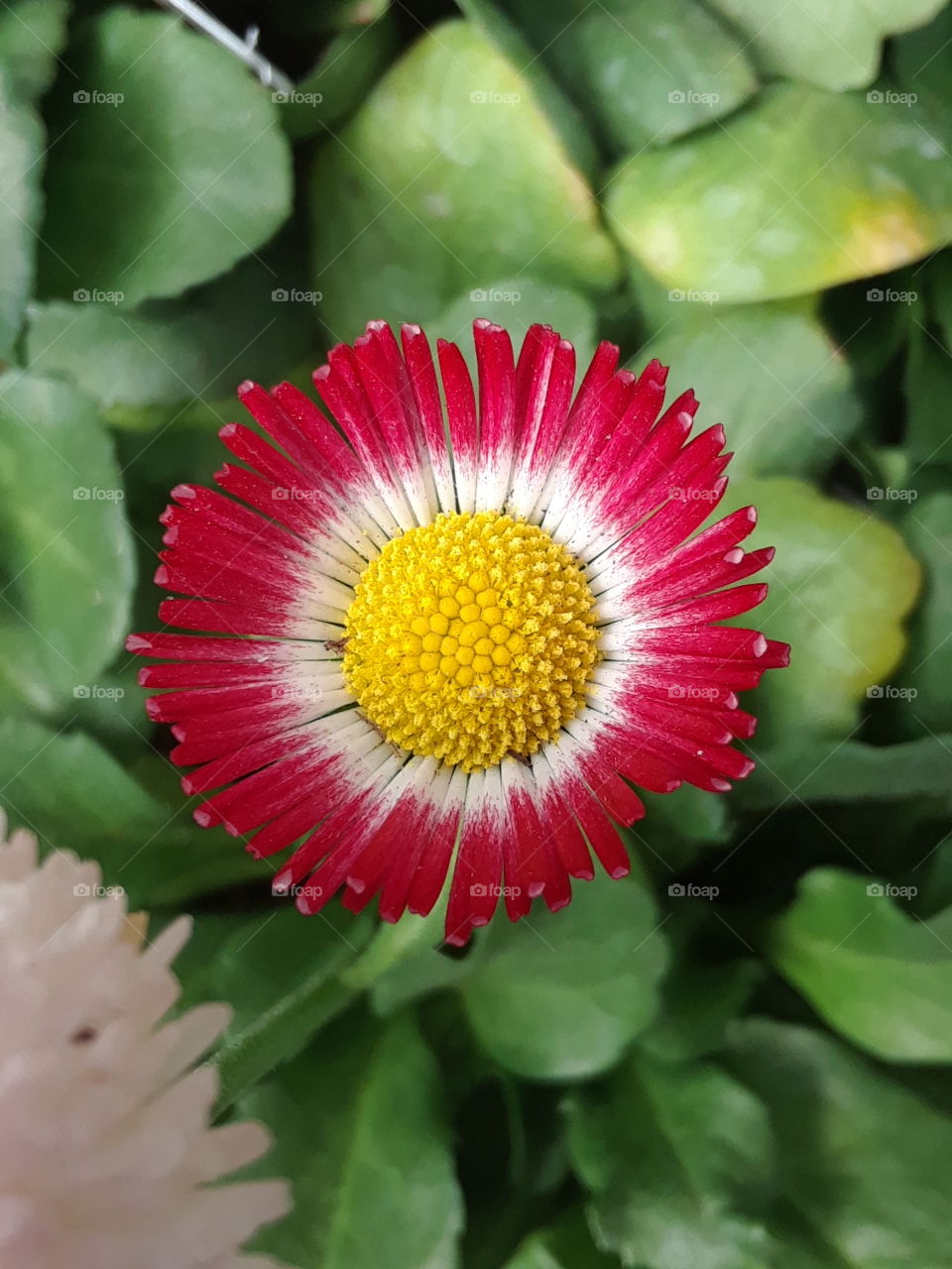flower red with yellow center