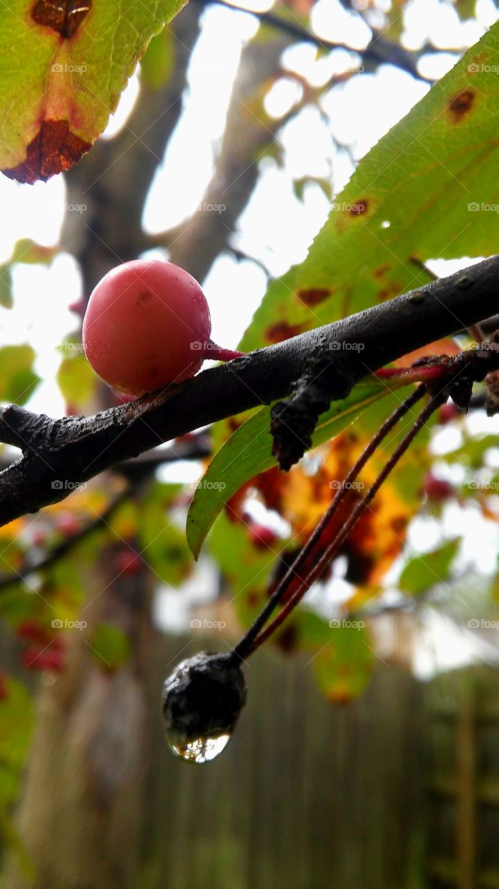 Tree, Nature, No Person, Fruit, Leaf