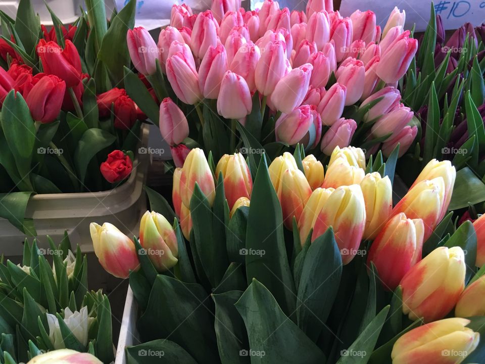 View of multi colored tulips flowers