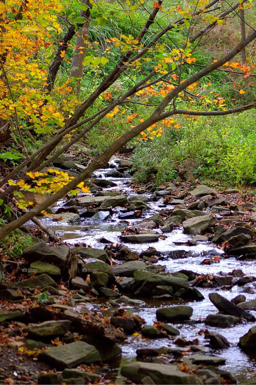 Forest stream in Autumn. 