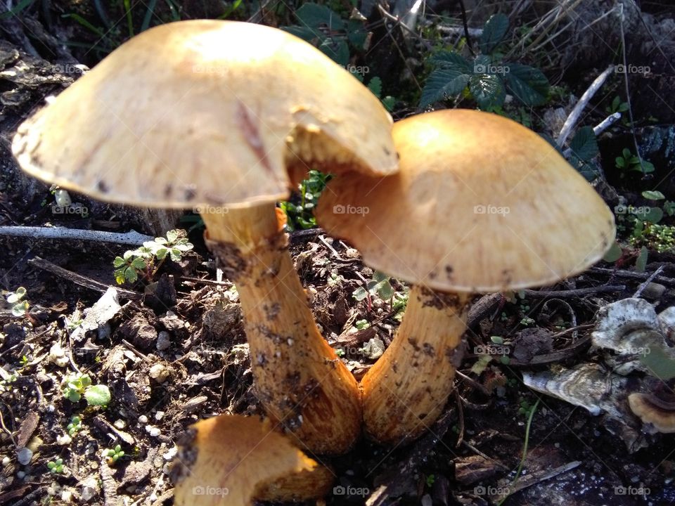 Mushroom, Fungus, Boletus, Fall, Toadstool