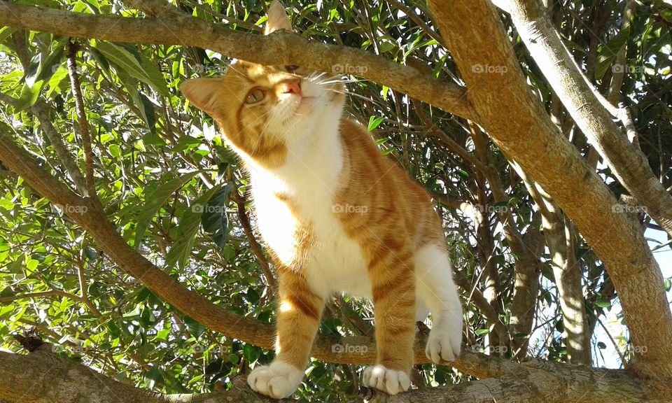 happy climbing kitty