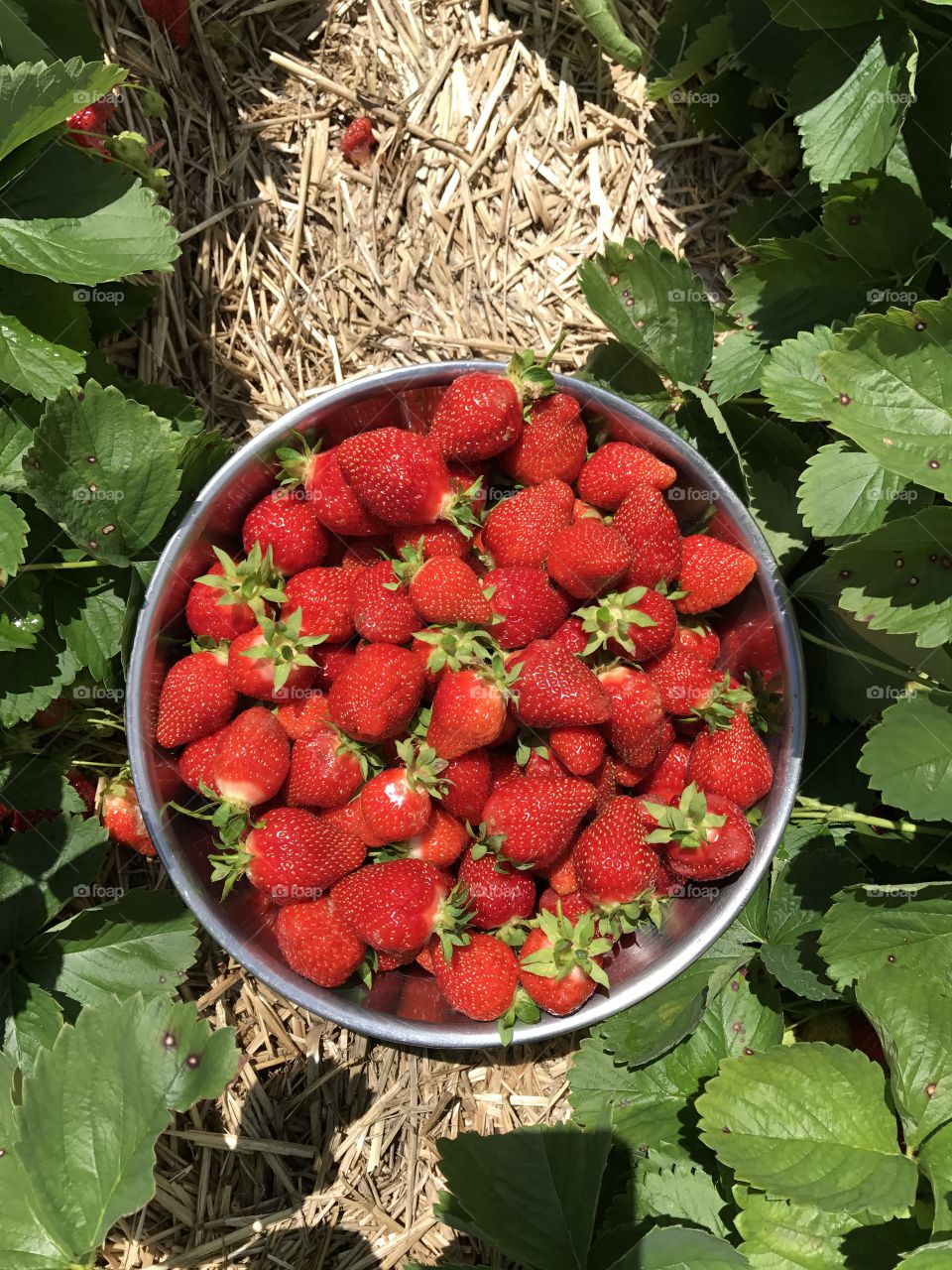 Strawberry Picking