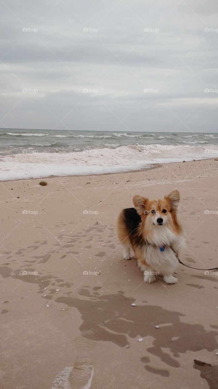 Winter Beach Corgi