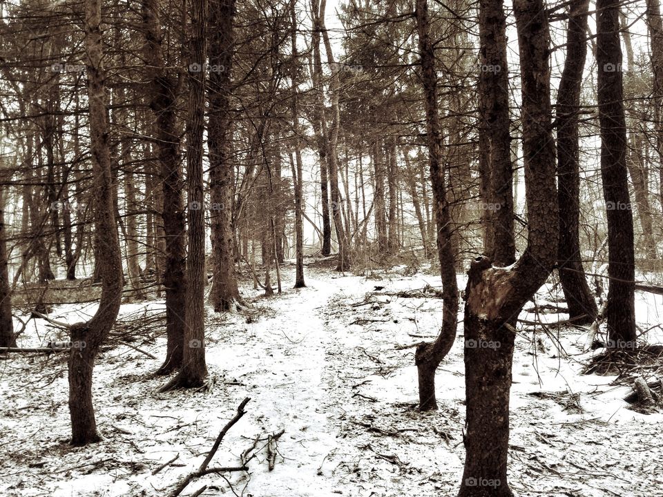 Snow in the Pines 