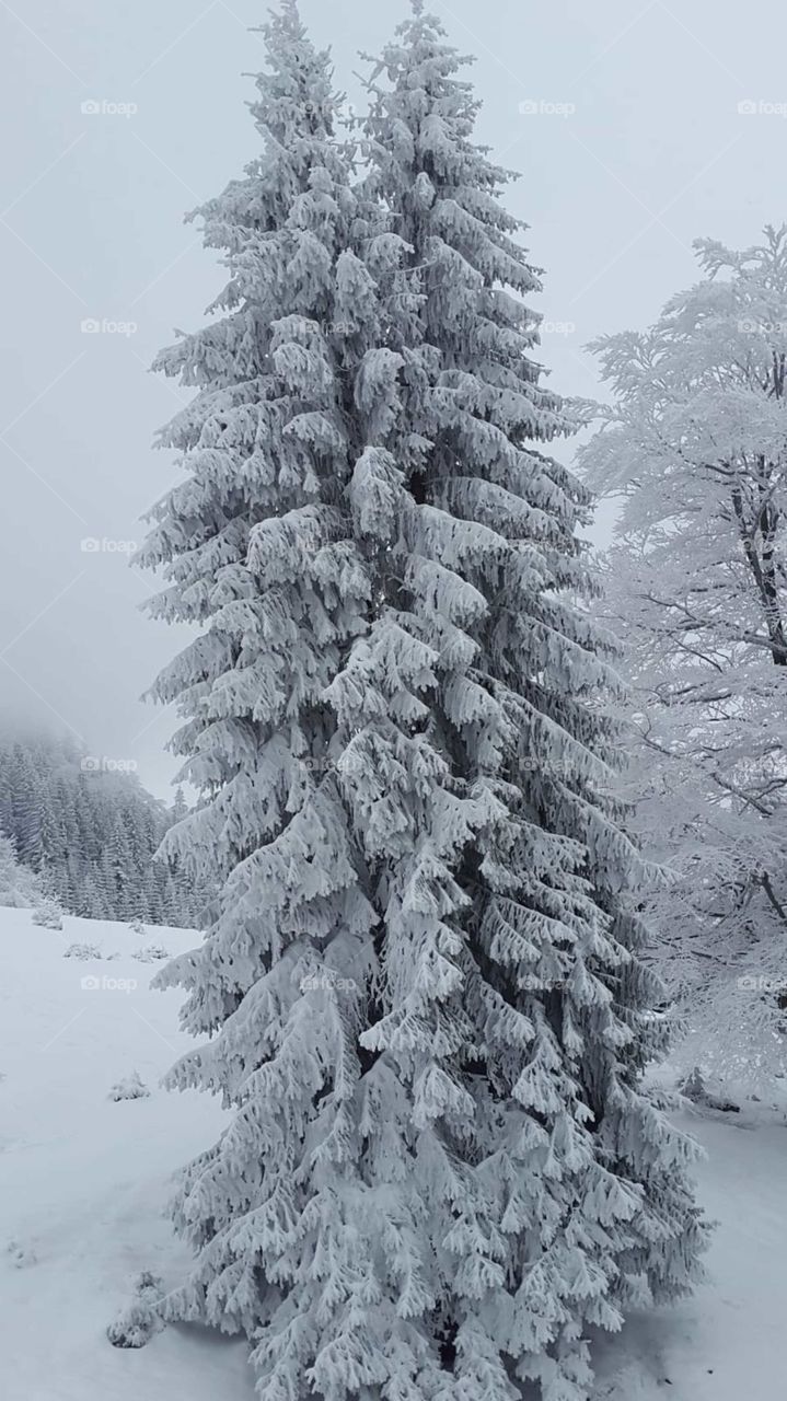 Frozen tree