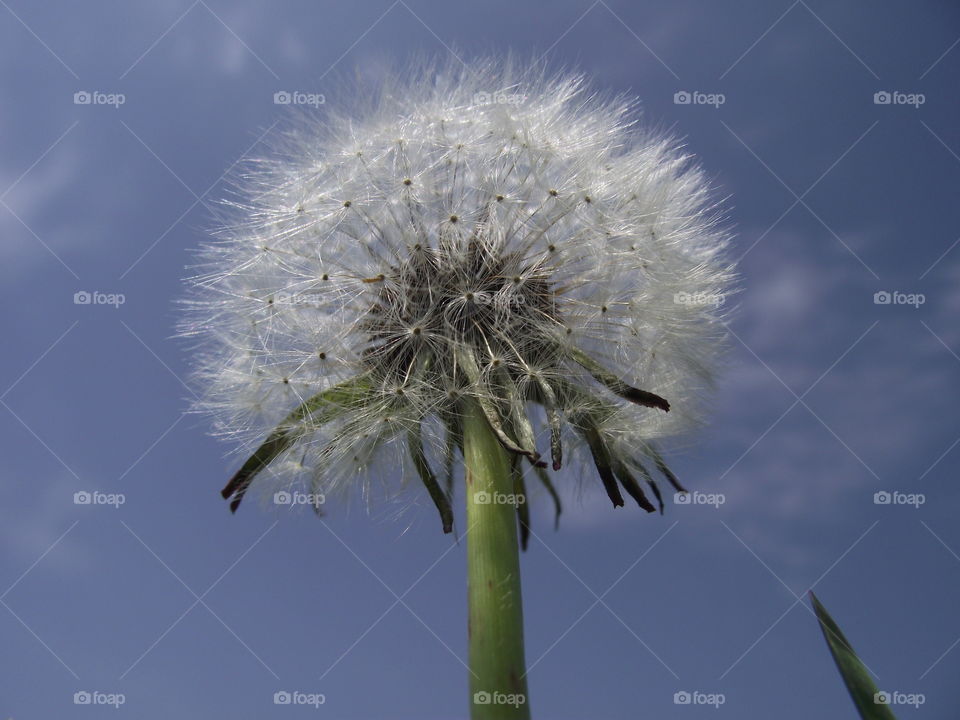 dandelion