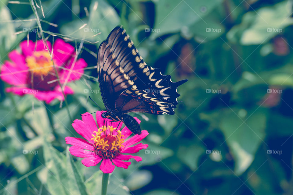 Borboleta na flor/Butterfly on flower.
