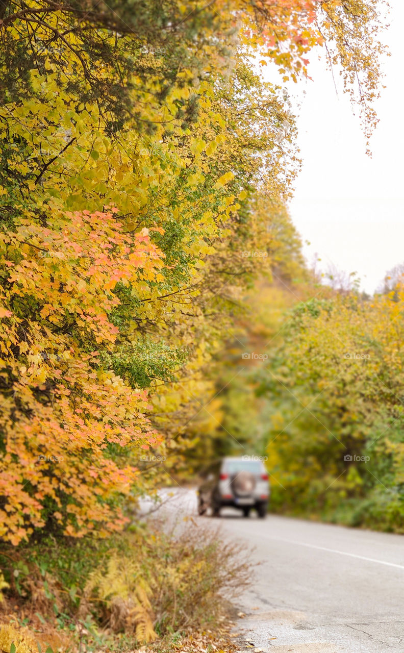 Autumn drive