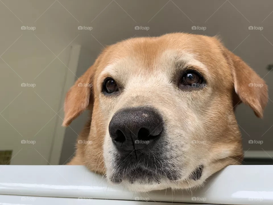 Feel like broken heart dog somehow 