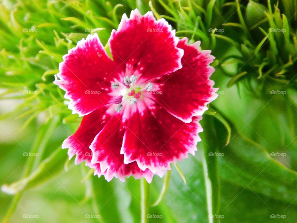 Delicate Sweet William flower