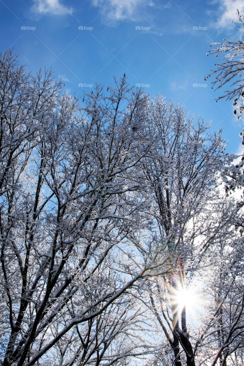 Sunburst through wintry trees