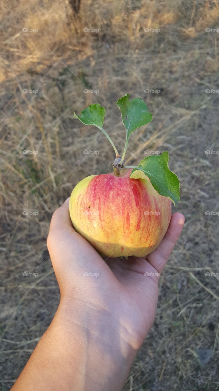 Organic apple